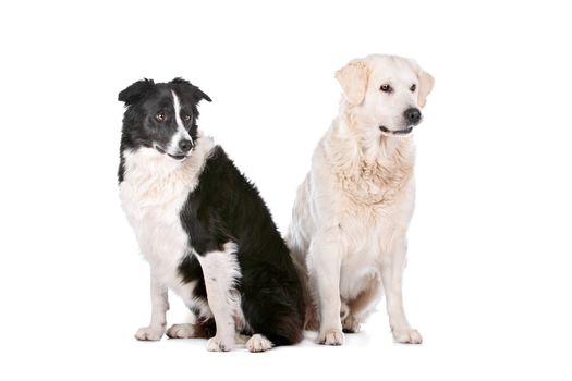 Golden Retriever and a border collie in front of a white background