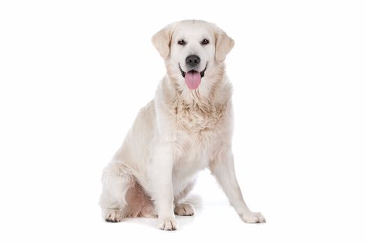 Golden Retriever in front of a white background