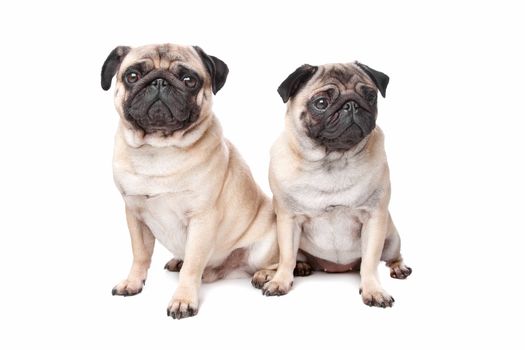two pug dogs in front of a white background