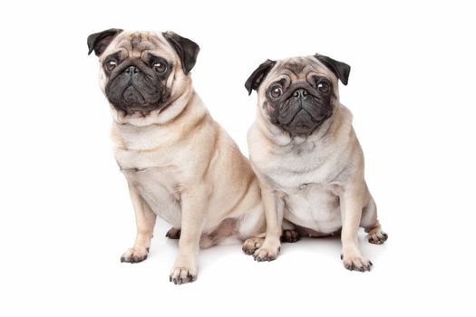 two pug dogs in front of a white background