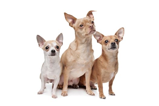 three chihuahua dogs in front of a white background