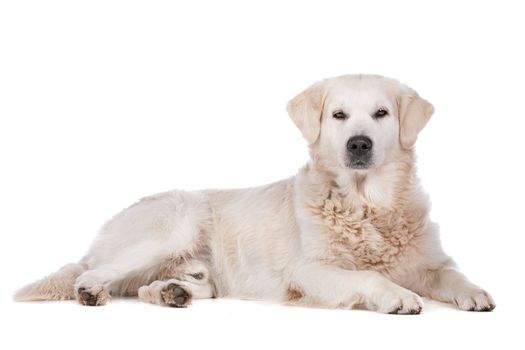 Golden Retriever in front of a white background