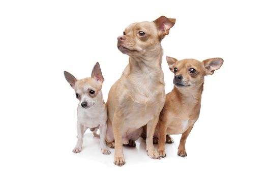 three chihuahua dogs in front of a white background