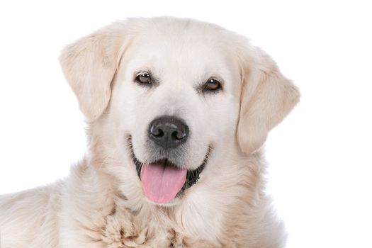 Golden Retriever in front of a white background