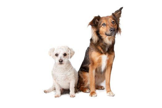 two dogs isolated on a white background