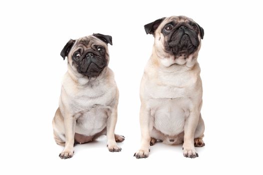 two pug dogs in front of a white background