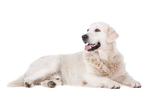 Golden Retriever in front of a white background