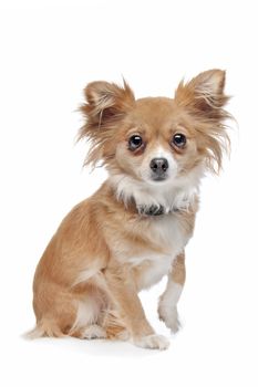 mixed breed Chihuahua in front of a white background