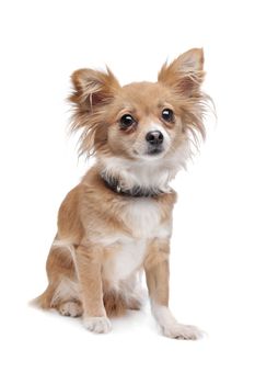 mixed breed Chihuahua in front of a white background