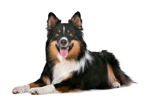 Border Collie sheepdog in front of a white background