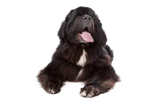 Newfoundland dog in front of a white background