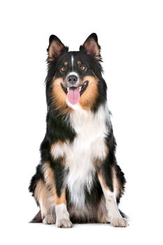 Border Collie sheepdog in front of a white background