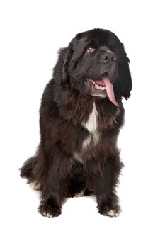 Newfoundland dog in front of a white background