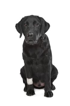 Black Labrador puppy with plaster