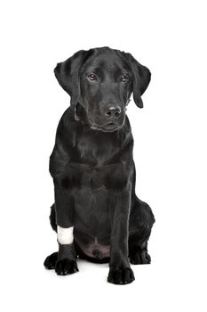 Black Labrador puppy with plaster