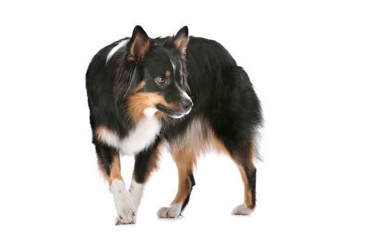 Border Collie sheepdog in front of a white background