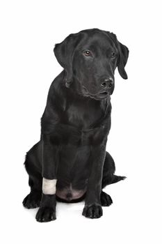 Black Labrador puppy with plaster