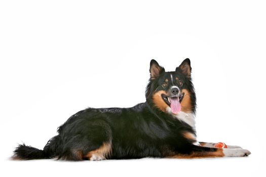 Border Collie sheepdog in front of a white background