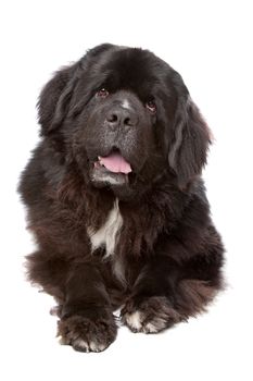 Newfoundland dog in front of a white background