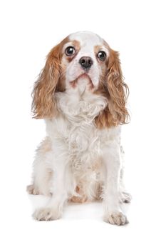 Cavalier King Charles Spaniel in front of a white background