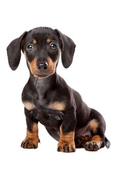 Dachshund, Teckel puppy in front of a white background