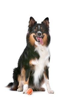 Border Collie sheepdog in front of a white background