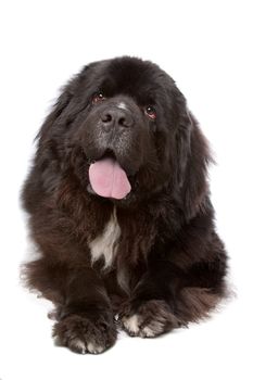 Newfoundland dog in front of a white background