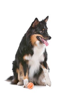 Border Collie sheepdog in front of a white background