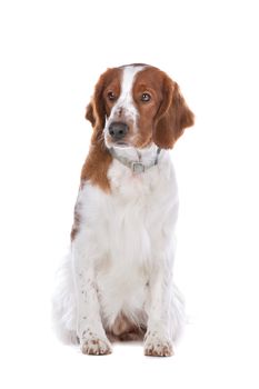 Springer Spaniel in front of a white background