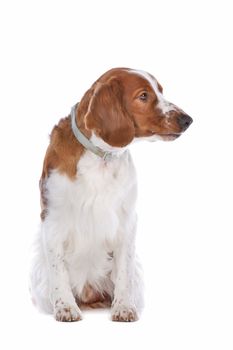 Springer Spaniel in front of a white background