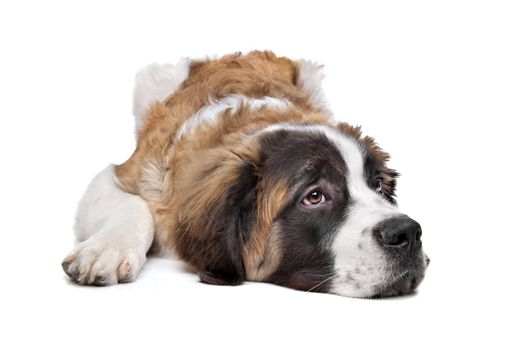 St Bernard puppy in front of a white background