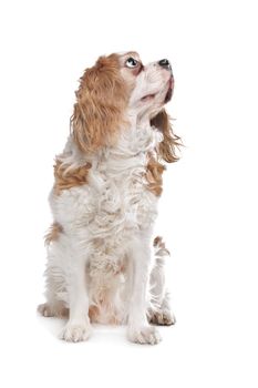 Cavalier King Charles Spaniel in front of a white background