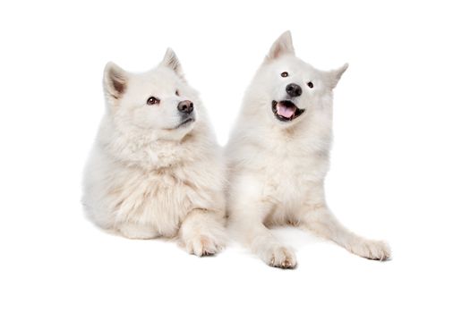 two Samoyed dogs in front of a white background