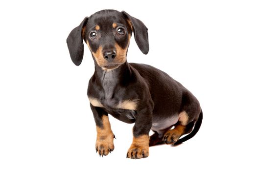 Dachshund, Teckel puppy in front of a white background