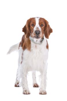 Springer Spaniel in front of a white background