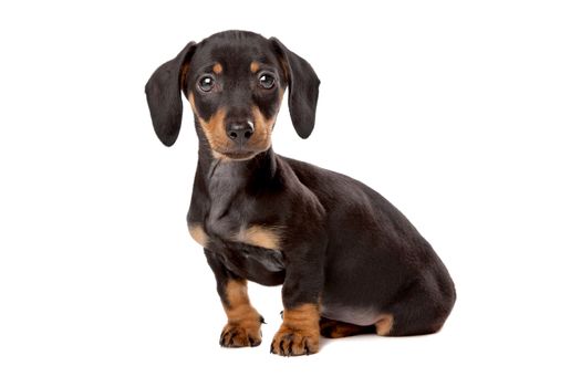 Dachshund, Teckel puppy in front of a white background