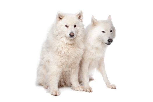 two Samoyed dogs in front of a white background