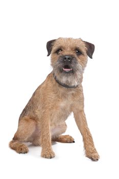 Border Terrier in front of a white background