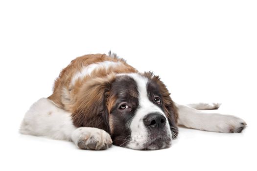 St Bernard puppy in front of a white background