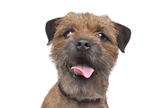 Border Terrier in front of a white background