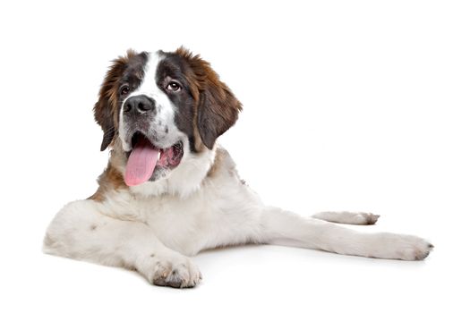 St Bernard puppy in front of a white background