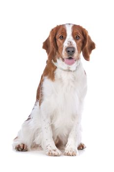 Springer Spaniel in front of a white background