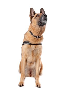 German Shepherd dog sitting, isolated on a white background