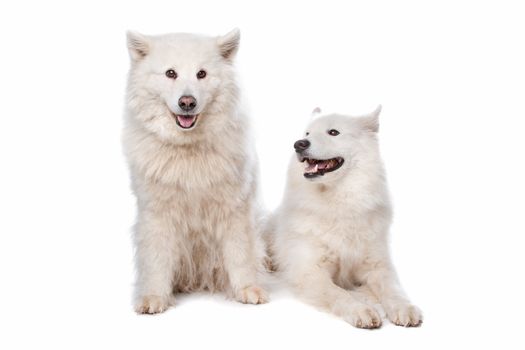 two Samoyed dogs in front of a white background