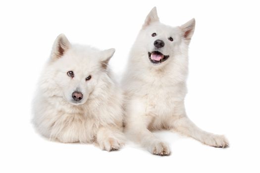 two Samoyed dogs in front of a white background