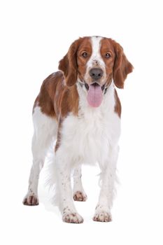 Springer Spaniel in front of a white background