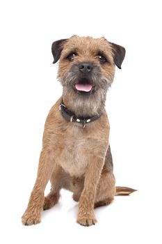 Border Terrier in front of a white background