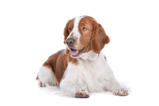 Springer Spaniel in front of a white background