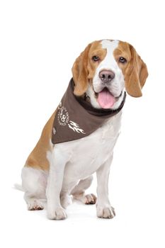 Beagle hound in front of a white background