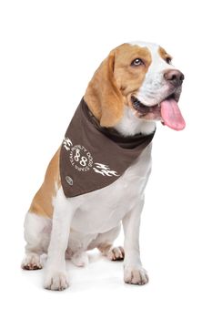 Beagle hound in front of a white background